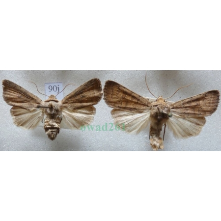 Hoplodrina octogenaria (Goeze, 1781) pair Czech90j